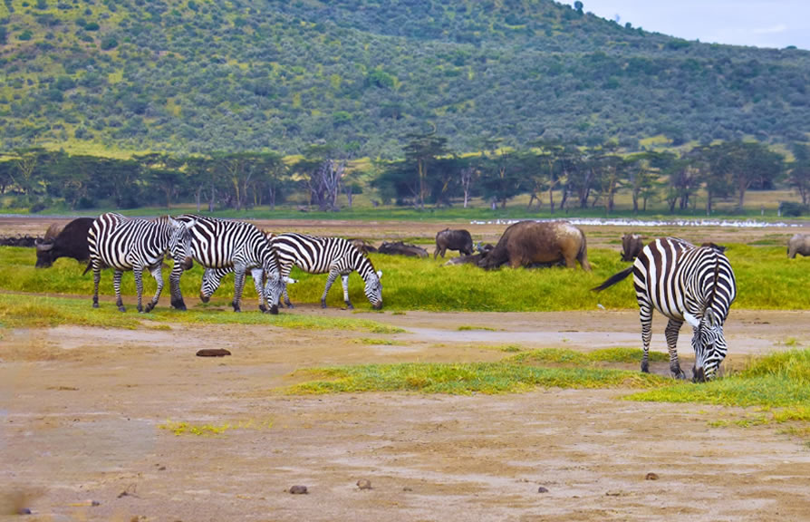 lake nakuru