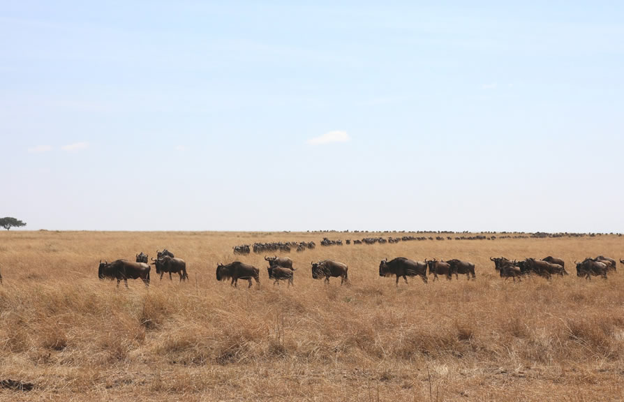 maasai mara