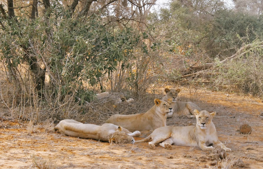 3-Day Amboseli -Tsavo East Mombasa3