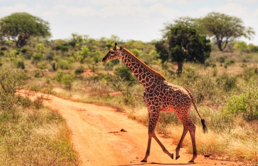 3-Day Amboseli -Tsavo East Mombasa4