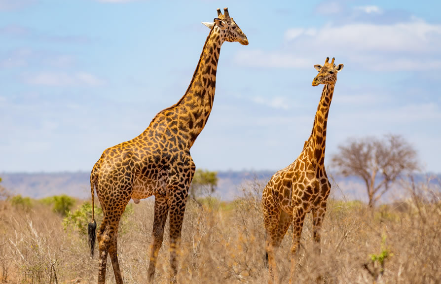 3-Day Tsavo East and Salt Lick Lodge Tour from Diani