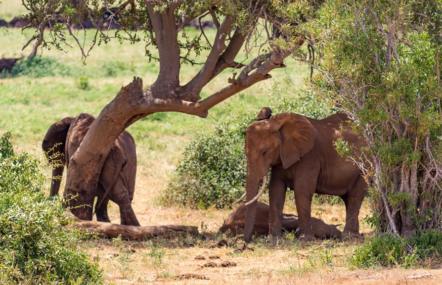 3-Day Tsavo East and Salt Lick Lodge Tour from Diani.1