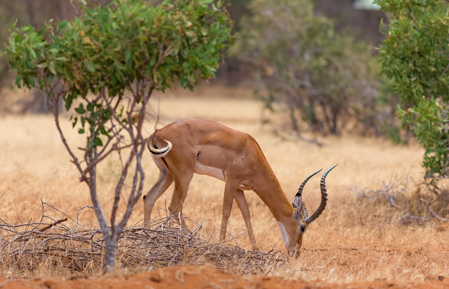 3-Day Tsavo East and Salt Lick Lodge Tour from Diani.2