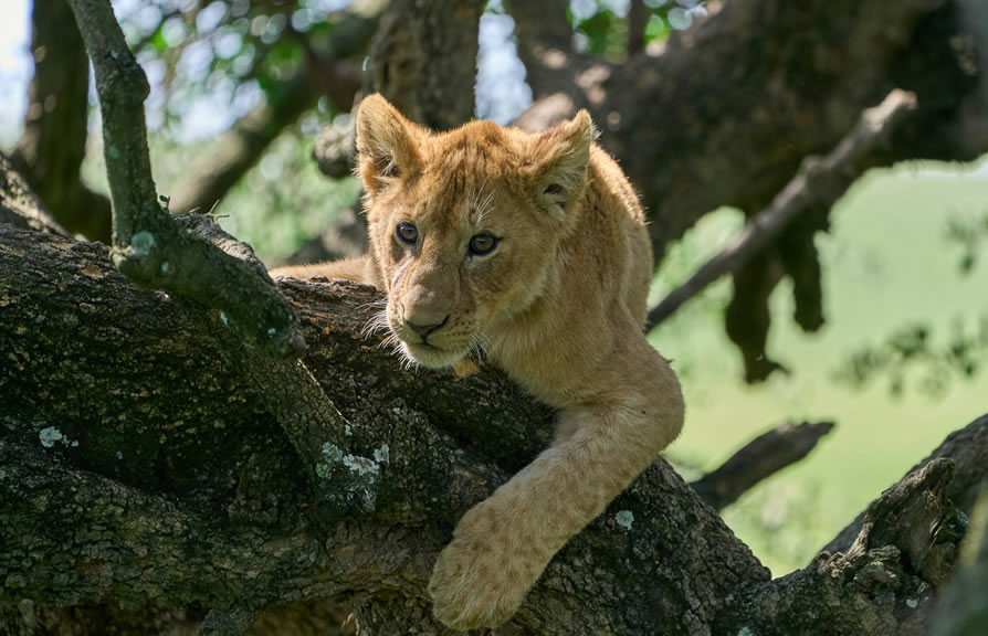 7-Day Big Five Safari - Serengeti, Ngorongoro