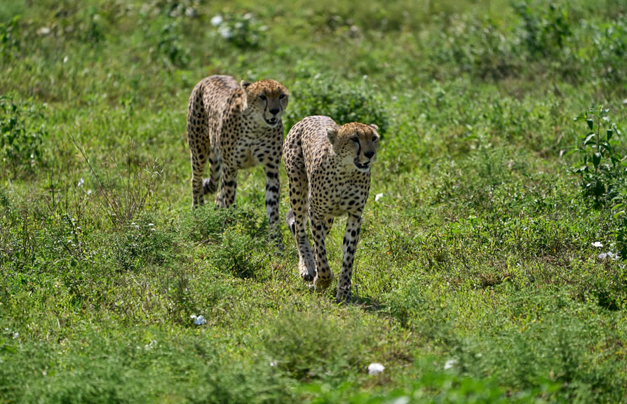 7-Day Big Five Safari - Serengeti, Ngorongoro1